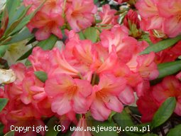 Rhododendron dichroantum 'Balalaika'  - różanecznik wielkokwiatowy odm. 'Balalaika' 