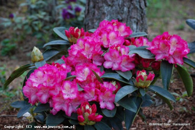 Rhododendron hybridum 'Sternzauber'  - różanecznik odm. 'Sternzauber' 