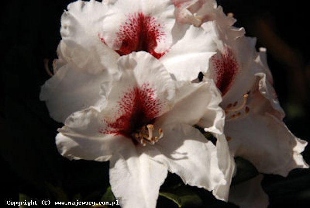 Rhododendron hybridum 'Hachmann's Picobello'  - różanecznik mieszańcowy odm. 'Hachmann's Picobello' 