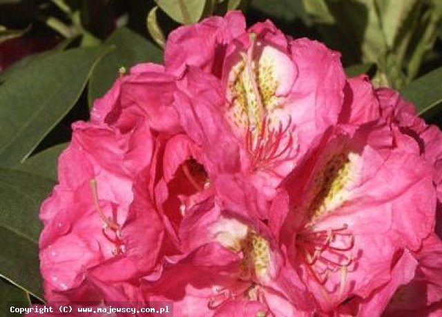 Rhododendron catawbiense 'Kate Waterer'  - różanecznik katawbijski odm. 'Kate Waterer' 