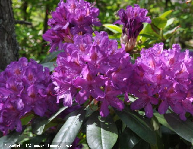 Rhododendron catawbiense 'Libretto'  - różanecznik katawbijski odm. 'Libretto' 