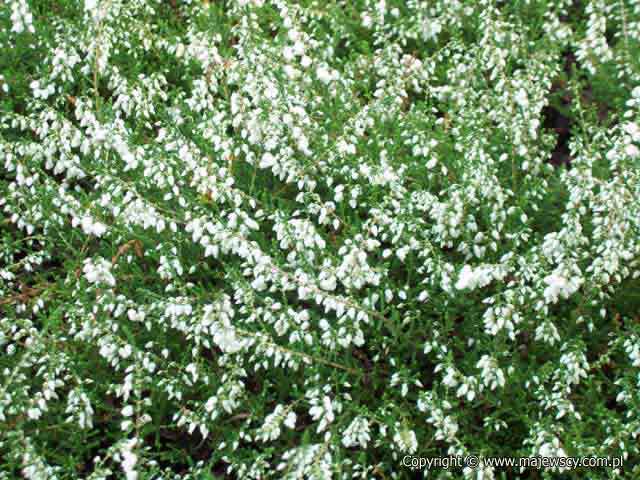 Calluna vulgaris 'Alba Plena'  - wrzos pospolity odm. 'Alba Plena' 