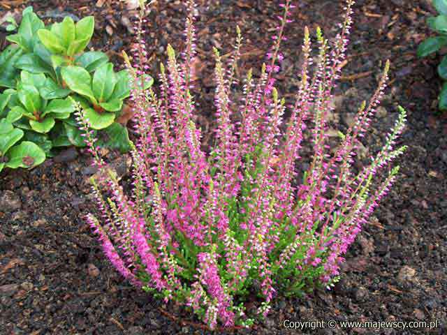 Calluna vulgaris 'Allegretto'  - wrzos pospolity odm. 'Allegretto' 