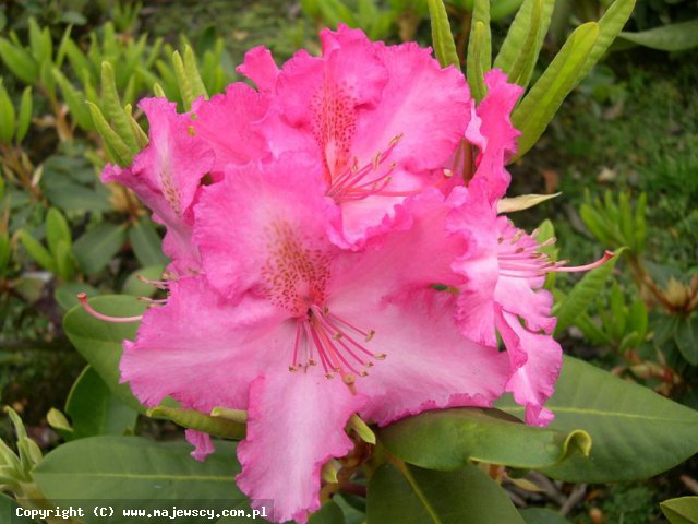 Rhododendron hybridum 'Anastasia' ® - różanecznik mieszańcowy odm. 'Anastasia' ®