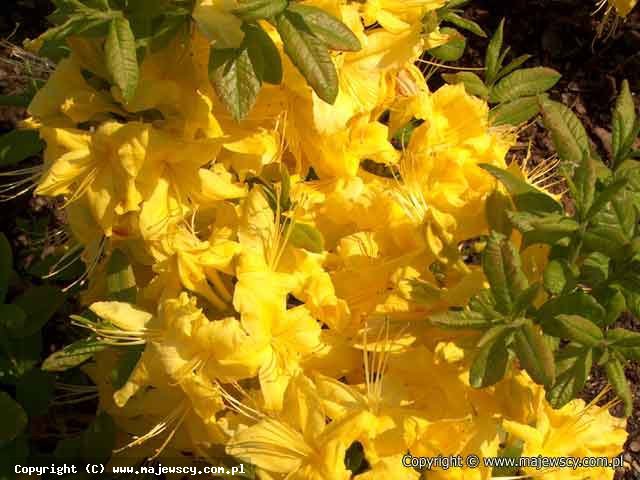 Rhododendron Anneke 'Anneke'  - azalia wielkokwiatowa odm. 'Anneke' 