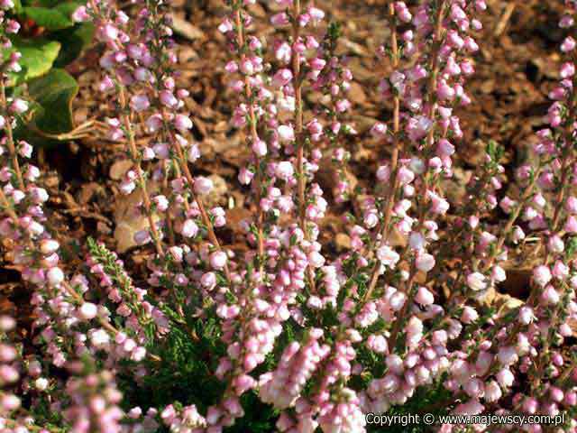 Calluna vulgaris 'Annemarie'  - wrzos pospolity odm. 'Annemarie' 