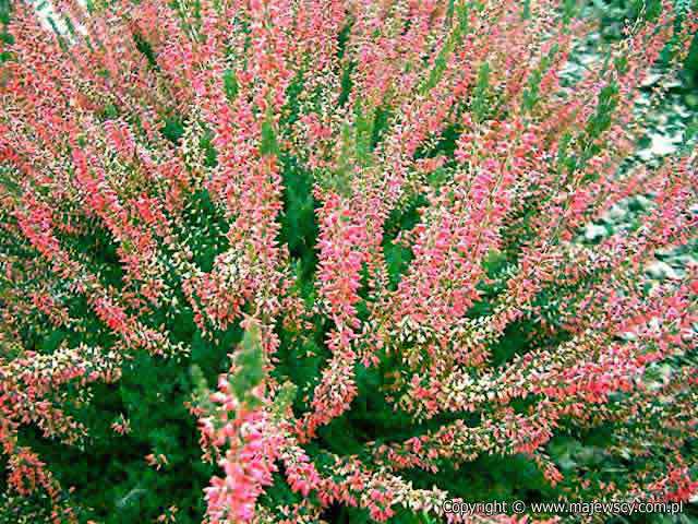 Calluna vulgaris 'Aphrodite' &reg - wrzos pospolity odm. 'Aphrodite' &reg