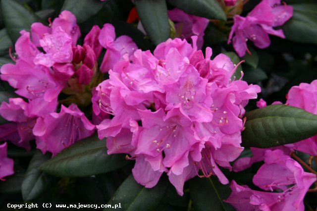 Rhododendron williamsianum 'Aprilglocke'  - różanecznik williamsa odm. 'Aprilglocke' 