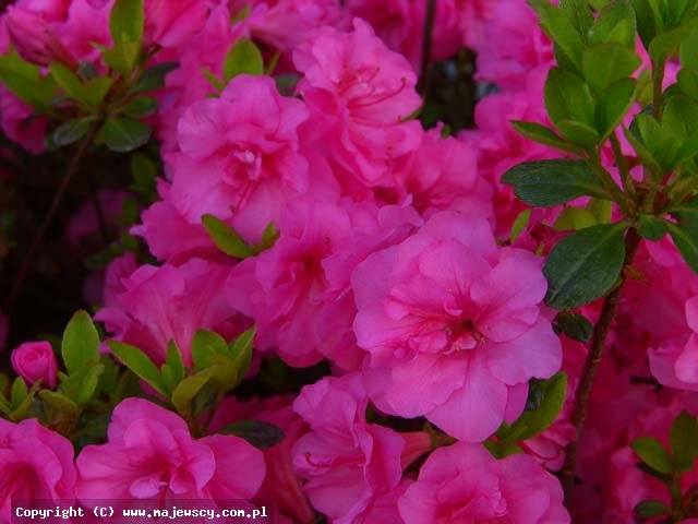 Rhododendron obtusum 'Babuschka' ® - japanese azalea odm. 'Babuschka' ®