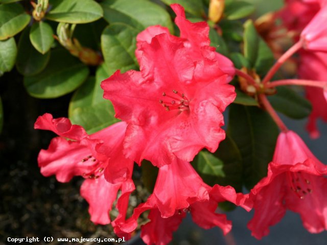 Rhododendron forestii 'Bad Eilsen'  - różanecznik foresta odm. 'Bad Eilsen' 
