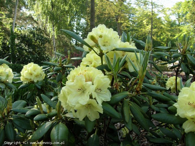 Rhododendron hybridum 'Bohlken's Laura' ® - różanecznik odm. 'Bohlken's Laura' ®