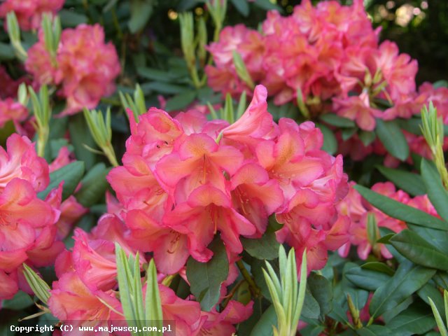 Rhododendron dichroanthum 'Bohmen'  - różanecznik wielkokwiatowy odm. 'Bohmen' 
