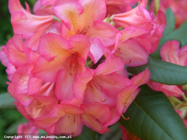 Rhododendron dichroanthum 'Bohmen'  - różanecznik wielkokwiatowy odm. 'Bohmen' 