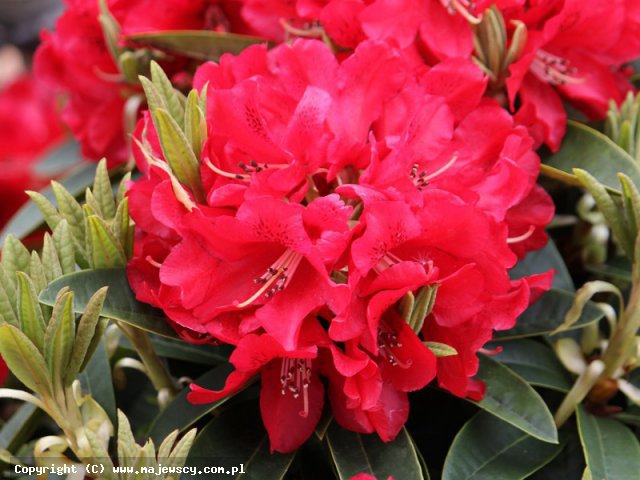 Rhododendron haematodes 'Brisanz'  - różanecznik wielkokwiatowy odm. 'Brisanz' 