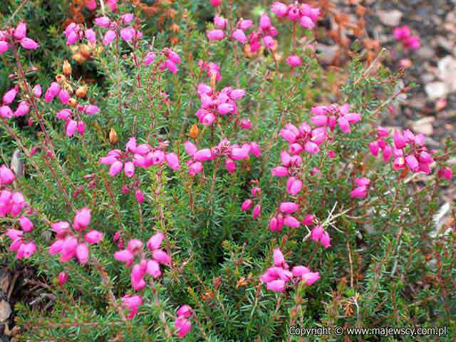 Erica cinerea 'C.D.Eason'  - spring heath odm. 'C.D.Eason' 