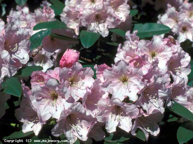 Rhododendron hybridum 'Cadis'  -  odm. 'Cadis' 