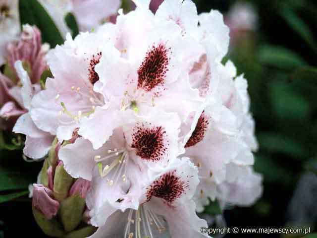 Rhododendron hybride 'Calsap'  - catawba rosebay odm. 'Calsap' 