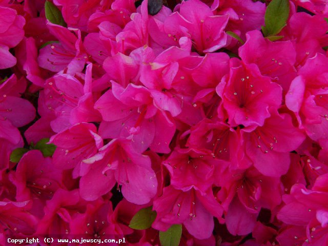 Rhododendron obtusum 'Canzonetta'  - japanese azalea odm. 'Canzonetta' 