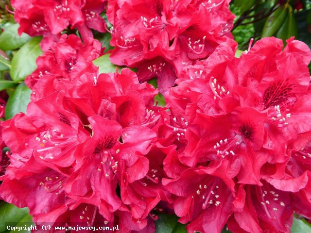 Rhododendron hybridum 'Carolin Scholz'  - różanecznik odm. 'Carolin Scholz' 