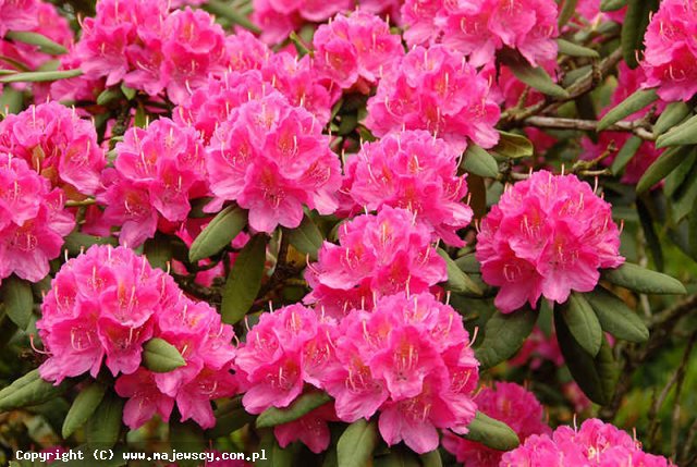 Rhododendron catawbiense 'Catherine van Tol'  - różanecznik katawbijski odm. 'Catherine van Tol' 