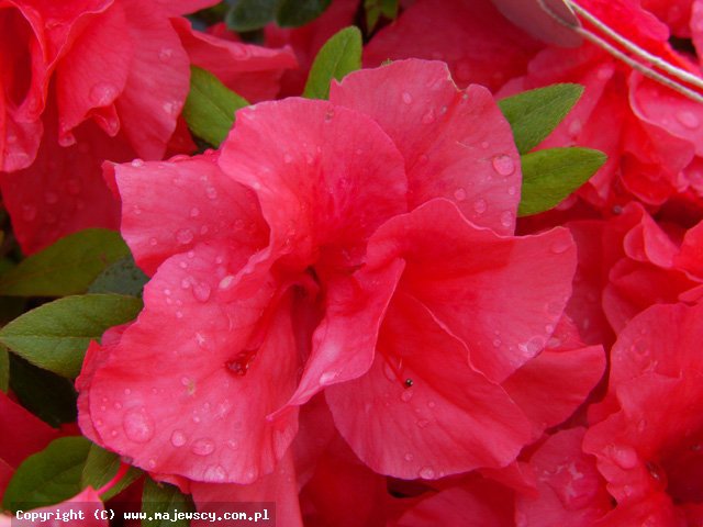 Rhododendron obtusum 'Cherie'  - azalia japońska odm. 'Cherie' 