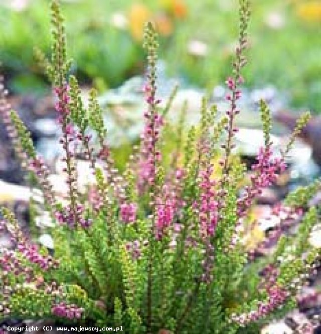Calluna vulgaris 'Con Brio'  - wrzos pospolity odm. 'Con Brio' 