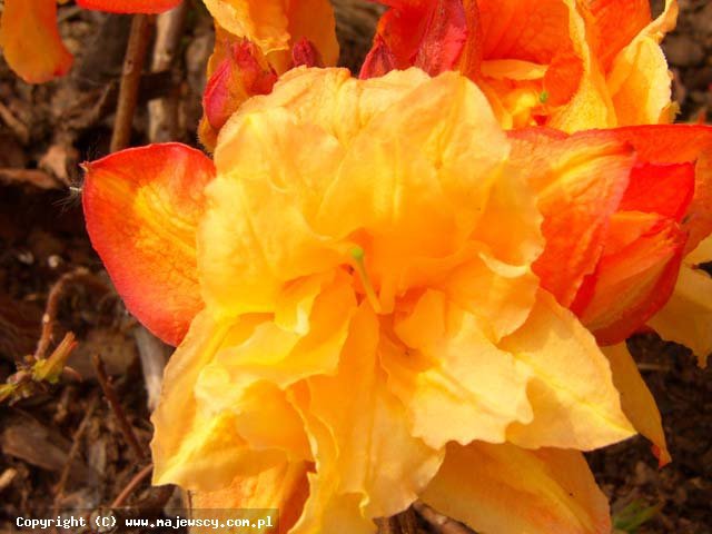 Rhododendron Knap Hill 'Csardas'  -  odm. 'Csardas' 