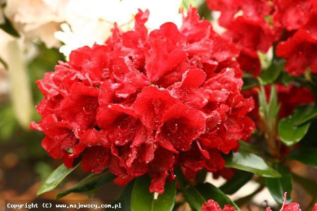 Rhododendron hybridum 'Dotella'  - różanecznik mieszańcowy odm. 'Dotella' 