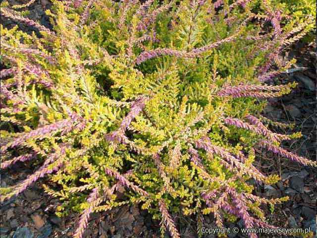 Calluna vulgaris 'Dunnet Lime'  - wrzos pospolity odm. 'Dunnet Lime' 