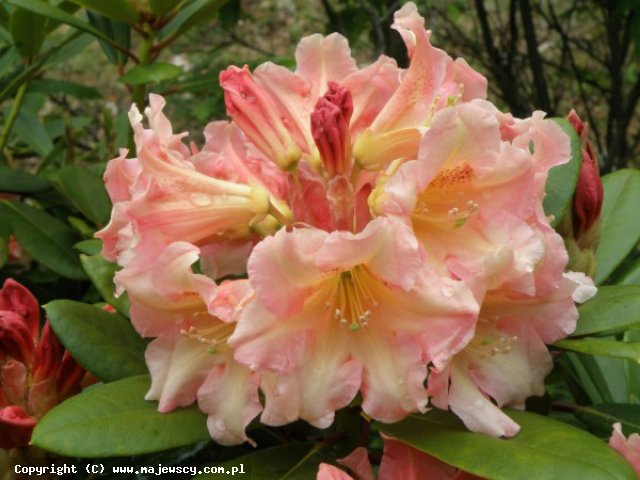 Rhododendron hybride 'Flautando'  - różanecznik wielkokwiatowy odm. 'Flautando' 