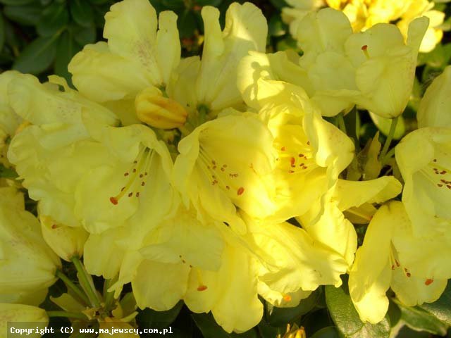 Rhododendron wardii 'Goldbukett'  - różanecznik warda odm. 'Goldbukett' 