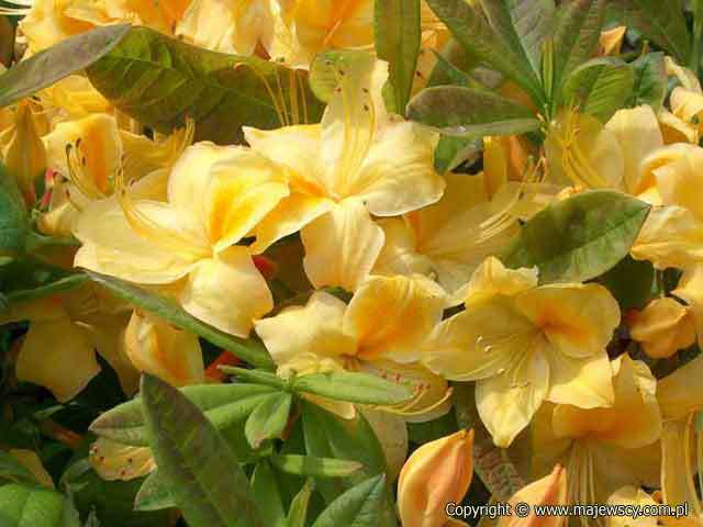 Rhododendron (Knaphill-Exbury) 'Golden Sunset'  - azalia wielkokwiatowa odm. 'Golden Sunset' 
