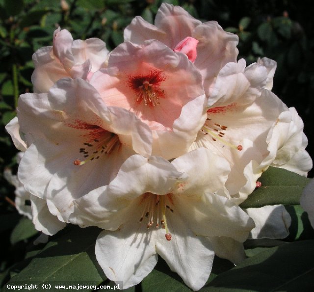 Rhododendron hybridum 'Hania'  -  odm. 'Hania' 
