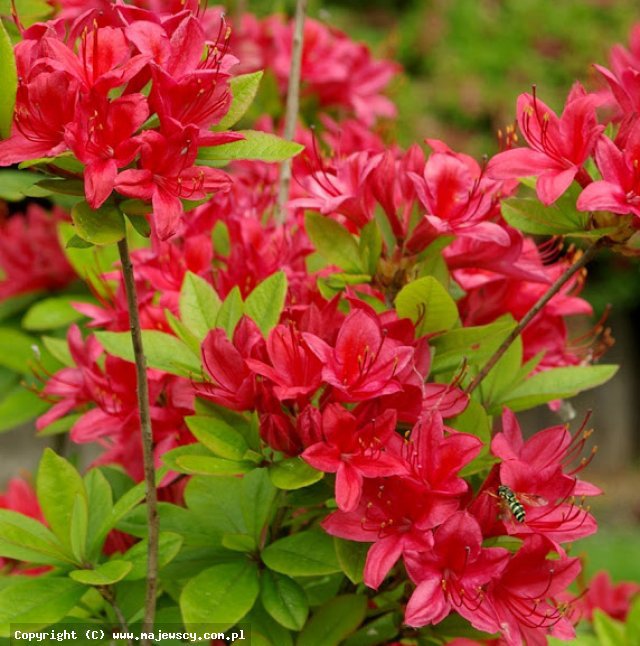 Rhododendron viscosum 'Karminduft'  -  odm. 'Karminduft' 