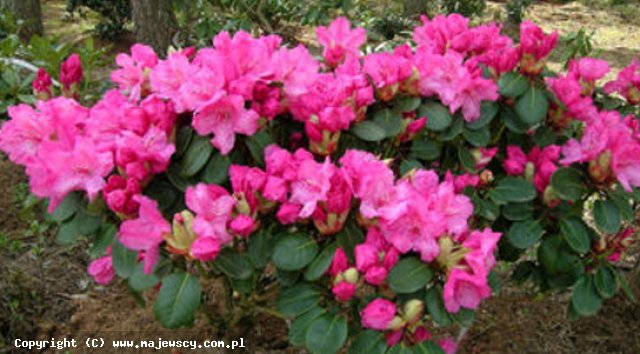Rhododendron williamsianum 'Irmelies'  - różanecznik williamsa odm. 'Irmelies' 