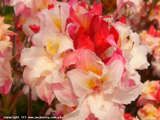 Rhododendron (Knaphill-Exbury) 'Jack A. Sand'  - large-flowered azaleas odm. 'Jack A. Sand' 
