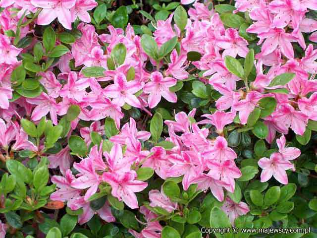 Rhododendron obtusum 'Kermesina Rosea'  - japanesa azalea odm. 'Kermesina Rosea' 