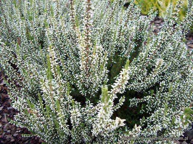 Calluna vulgaris 'Klaudia' &reg - wrzos pospolity odm. 'Klaudia' &reg