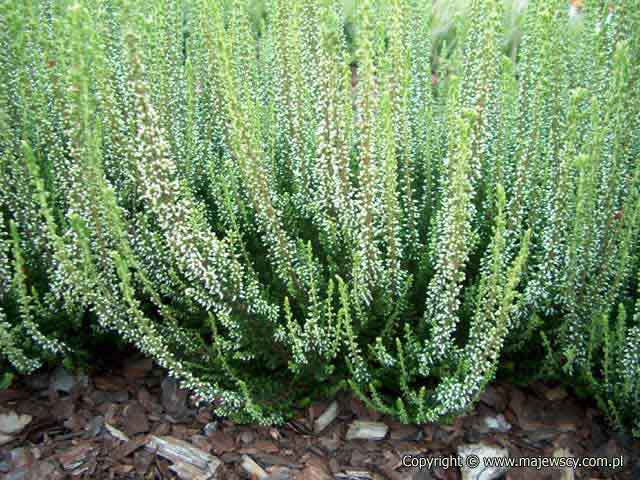 Calluna vulgaris 'Klaudine' &reg - wrzos pospolity odm. 'Klaudine' &reg