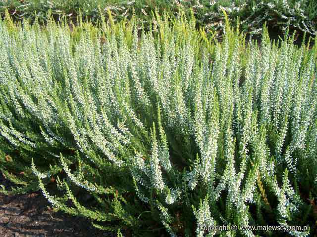 Calluna vulgaris 'Klauwina' &reg - wrzos pospolity odm. 'Klauwina' &reg