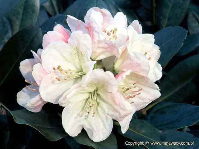 Rhododendron wardii 'Lachsgold'  - różanecznik warda odm. 'Lachsgold' 