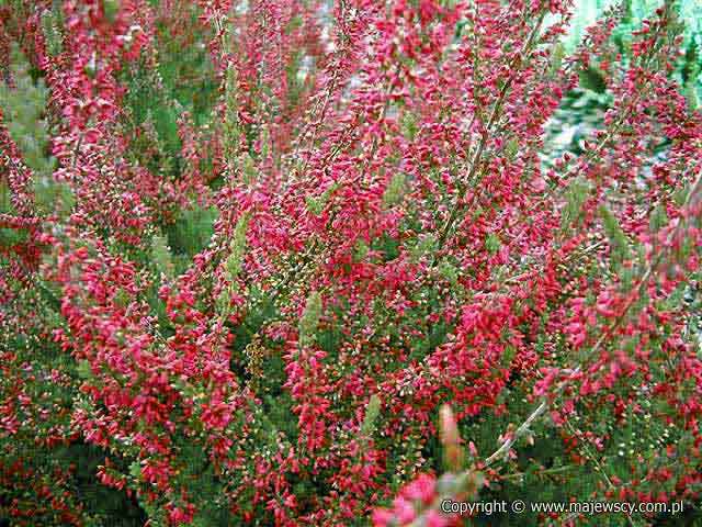 Calluna vulgaris 'Larissa' &reg - wrzos pospolity odm. 'Larissa' &reg