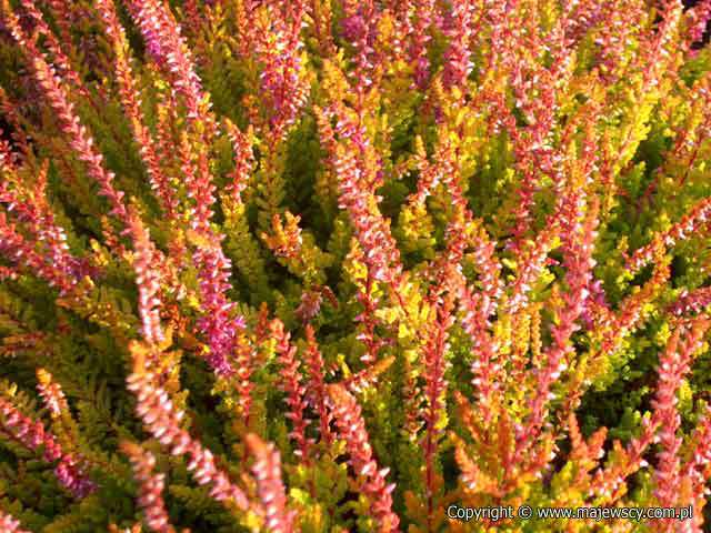 Calluna vulgaris 'Lonii'  - wrzos pospolity odm. 'Lonii' 