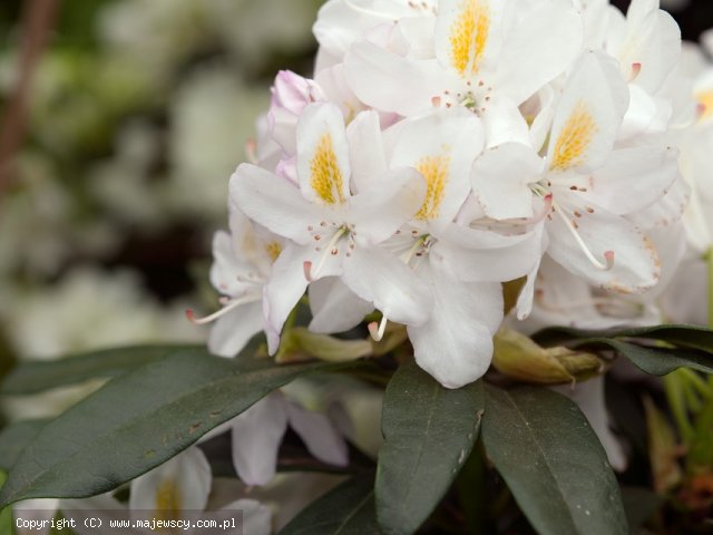 Rhododendron catawbiense 'Madame Masson'  - różanecznik katawbijski odm. 'Madame Masson' 
