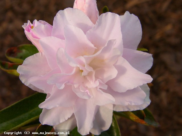 Rhododendron obtusum 'Mrs.Nancy Dippel'  -  odm. 'Mrs.Nancy Dippel' 