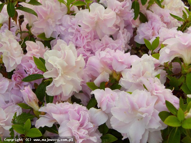 Rhododendron obtusum 'Mrs.Nancy Dippel'  -  odm. 'Mrs.Nancy Dippel' 