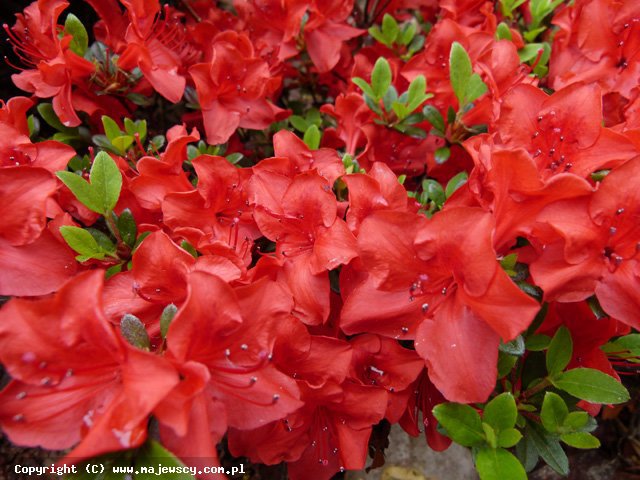 Rhododendron obtusum 'Muneira'  -  odm. 'Muneira' 