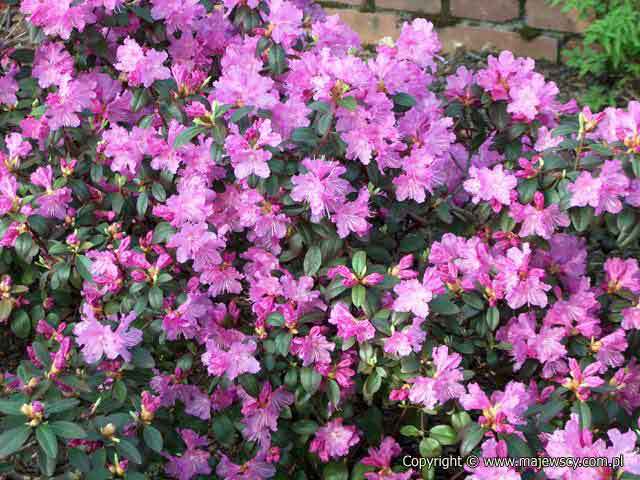 Rhododendron carolinianum 'P.J.M.Elite'  - różanecznik karoliński odm. 'P.J.M.Elite' 