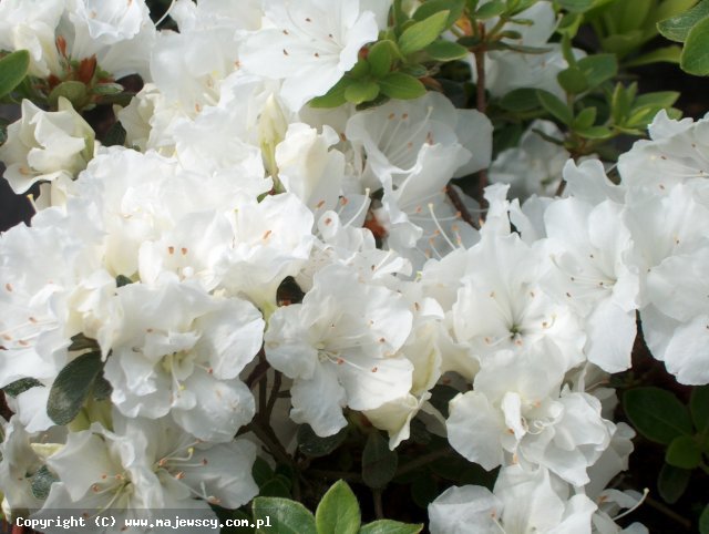 Rhododendron obtusum 'Panda'  - azalia japońska  odm. 'Panda' 