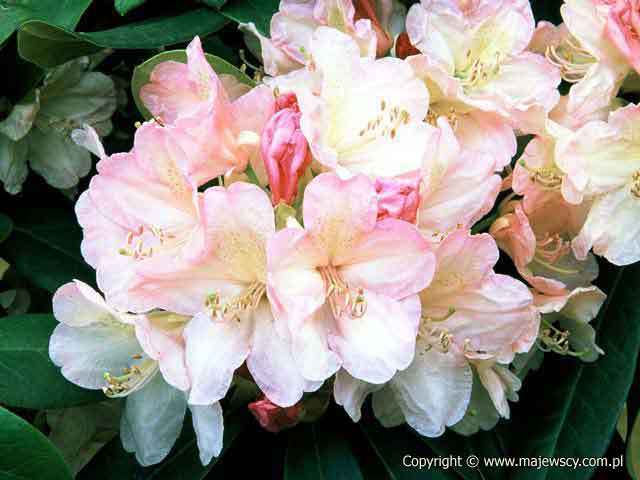 Rhododendron yakushimanum 'Percy Wiseman'  - rhododendron yakushimanum odm. 'Percy Wiseman' 